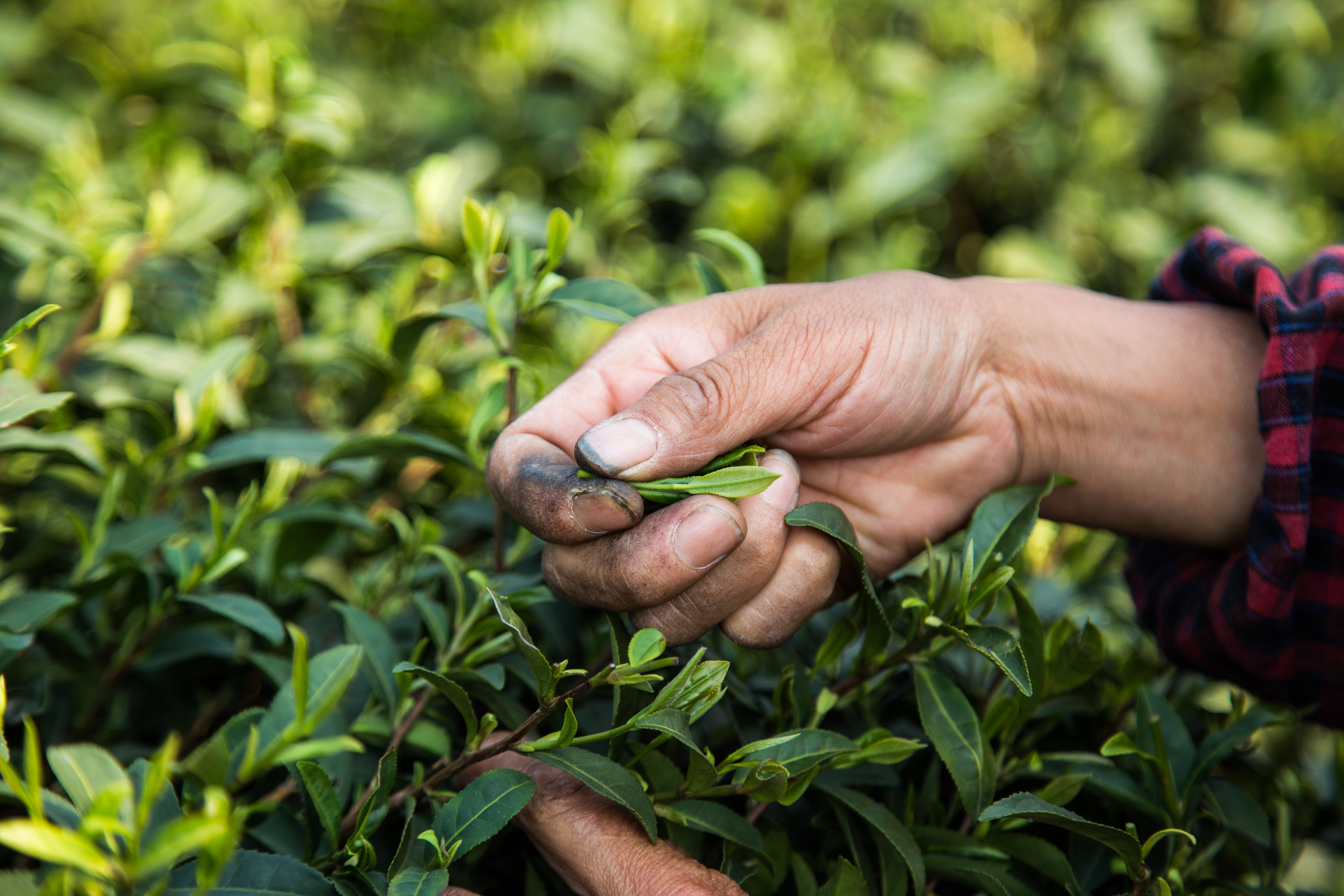 Longjing tea terraces in Hangzhou — rows of green tea bushes on misty hillside