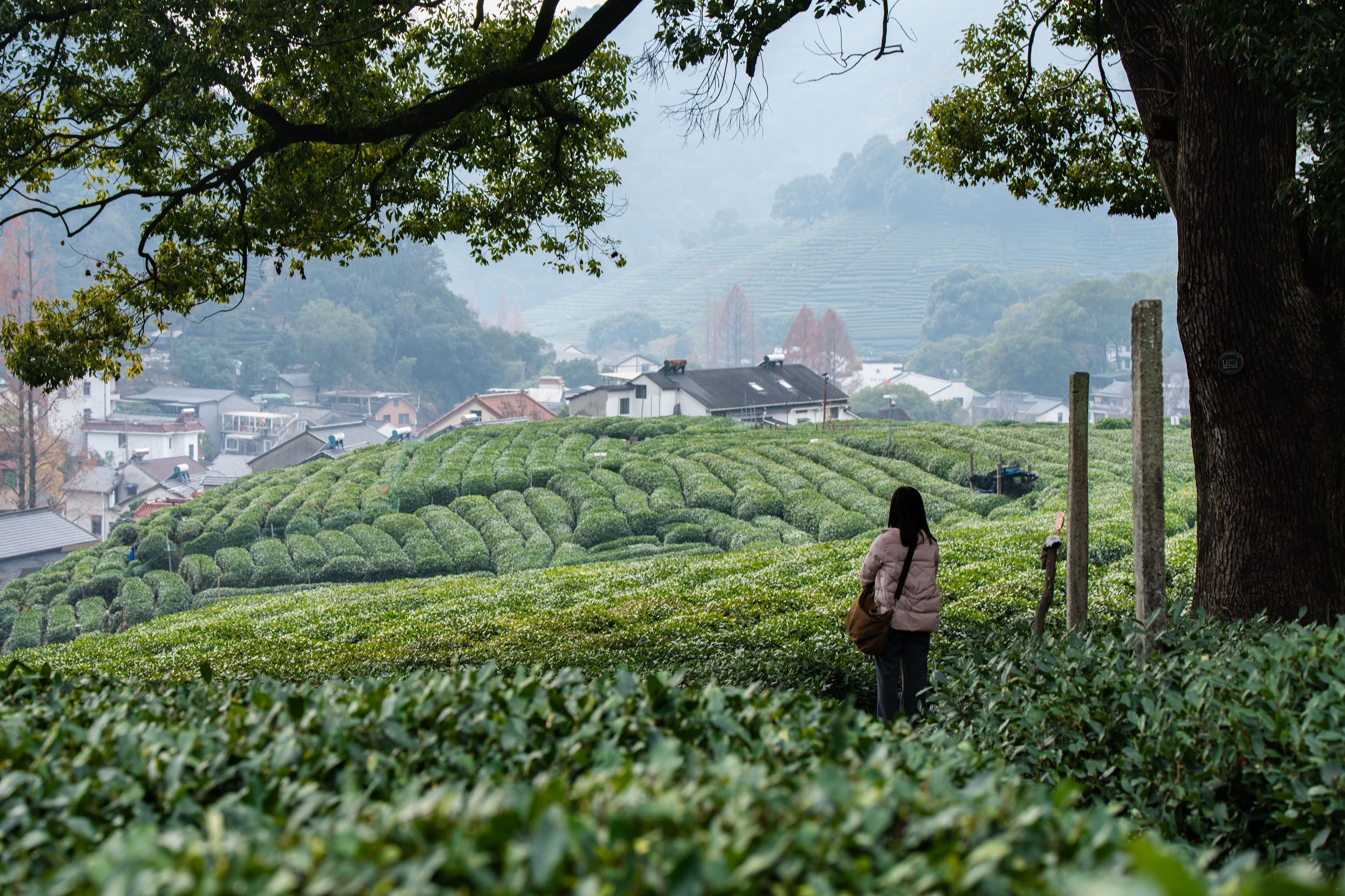 Longjing tea fields in the hills above Hangzhou at golden hour